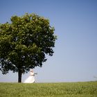 under the tree