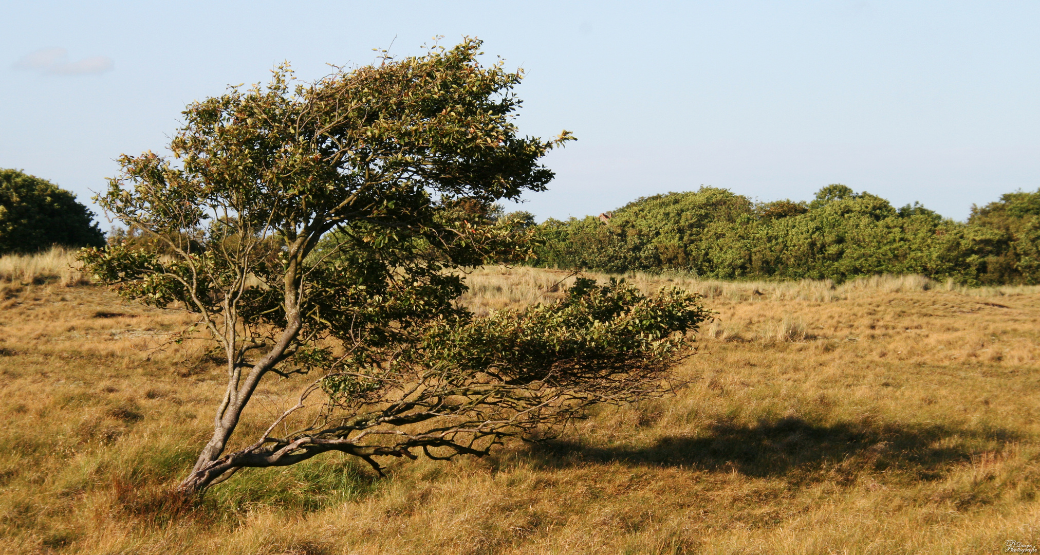 ... under the Tree