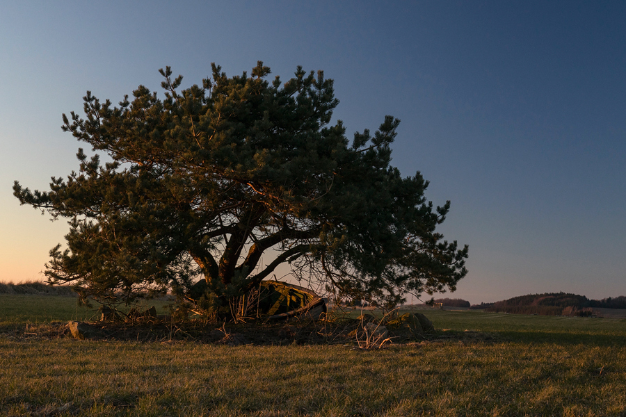 under the tree