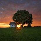 under the tree