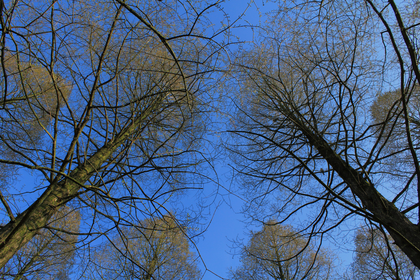 under the trees