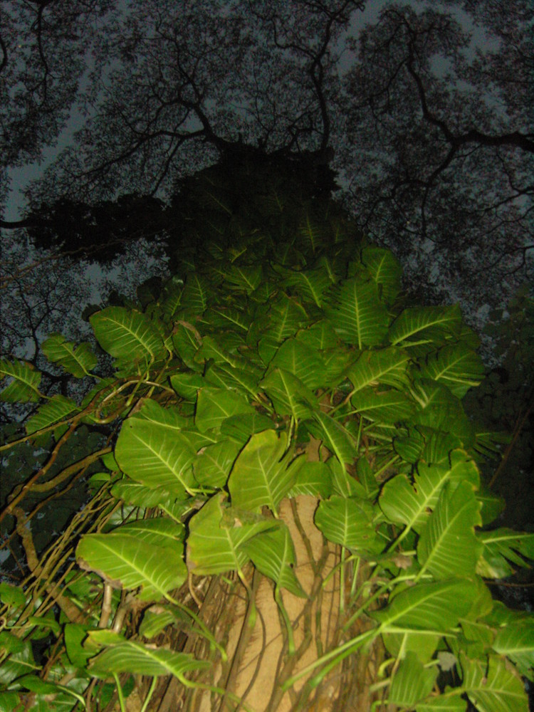 Under the Umbrella Tree