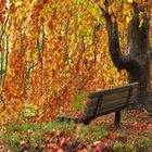 Under the Weeping Beech