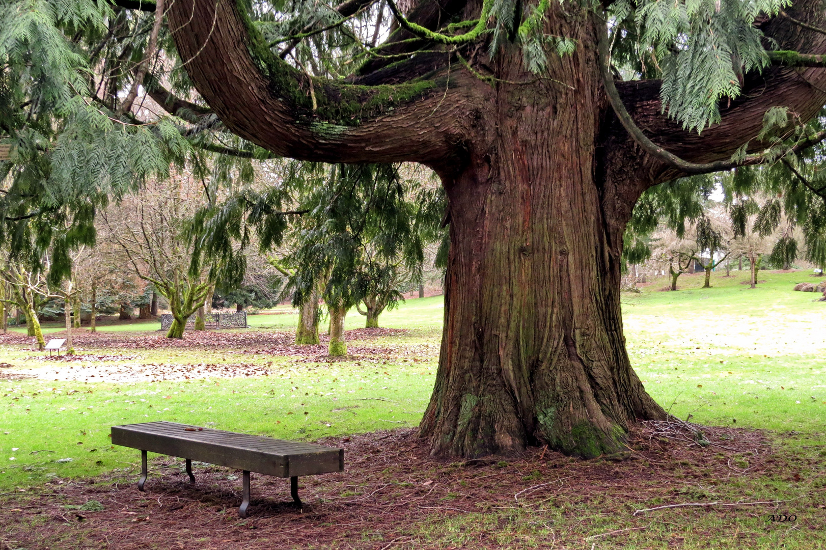  Under the Western Red Cedar