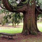  Under the Western Red Cedar