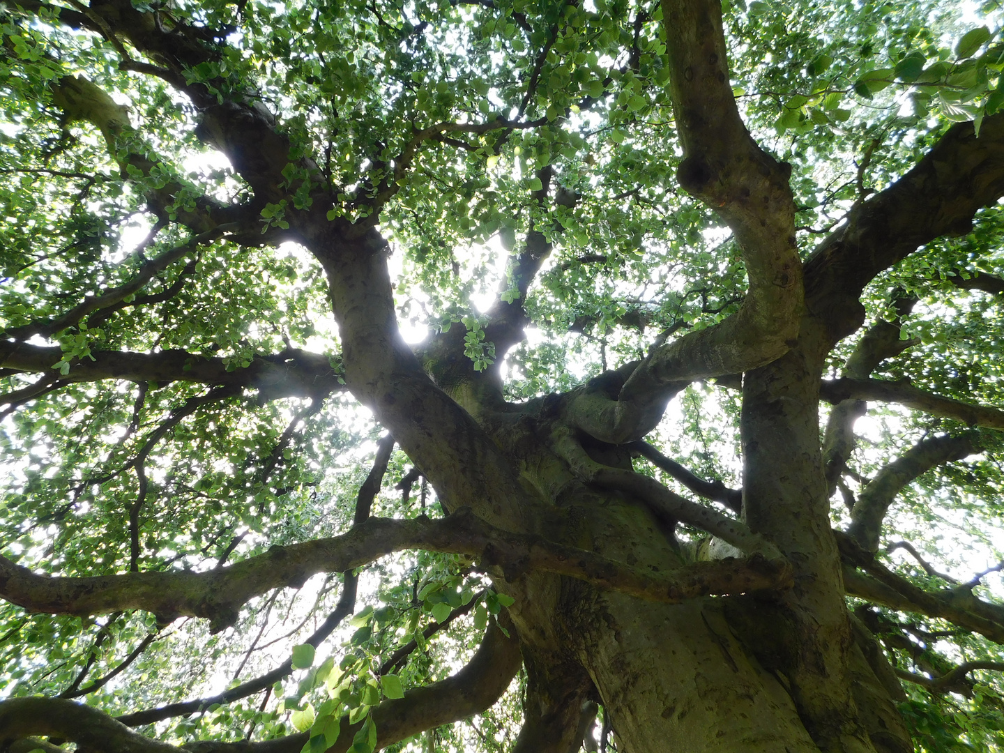 under the whomping willow tree