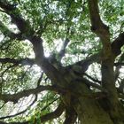 under the whomping willow tree