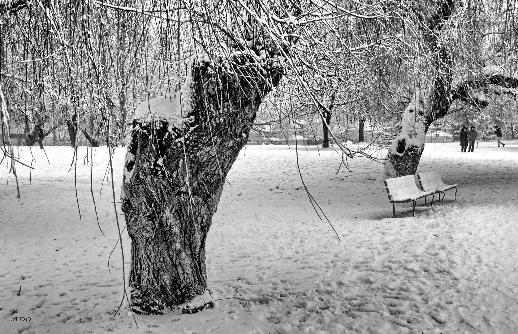 Under the Willow Trees