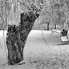 Under the Willow Trees