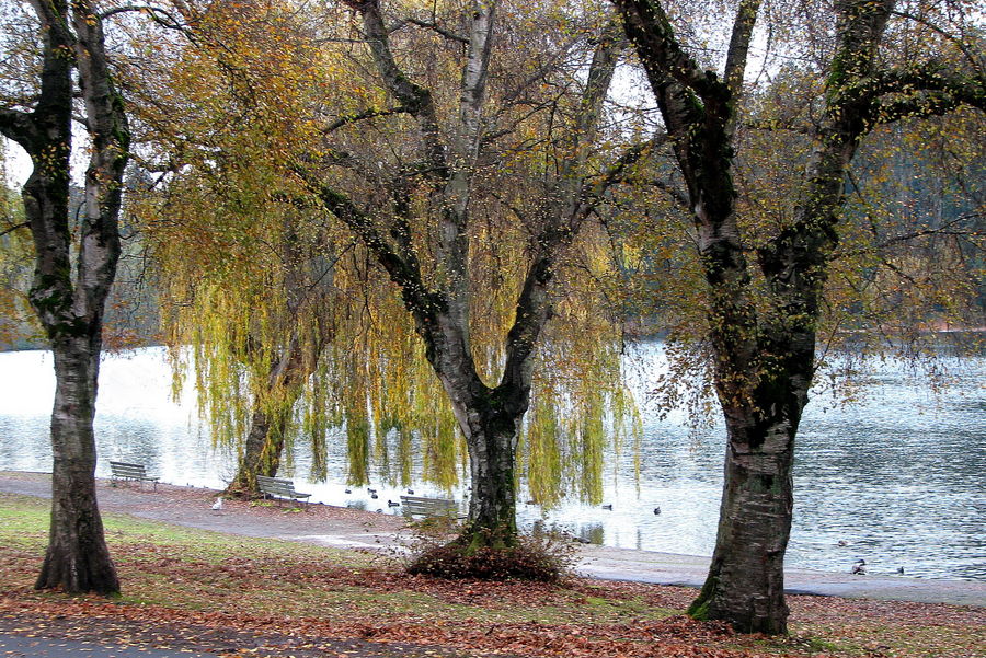 Under the Willows