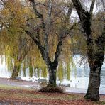 Under the Willows