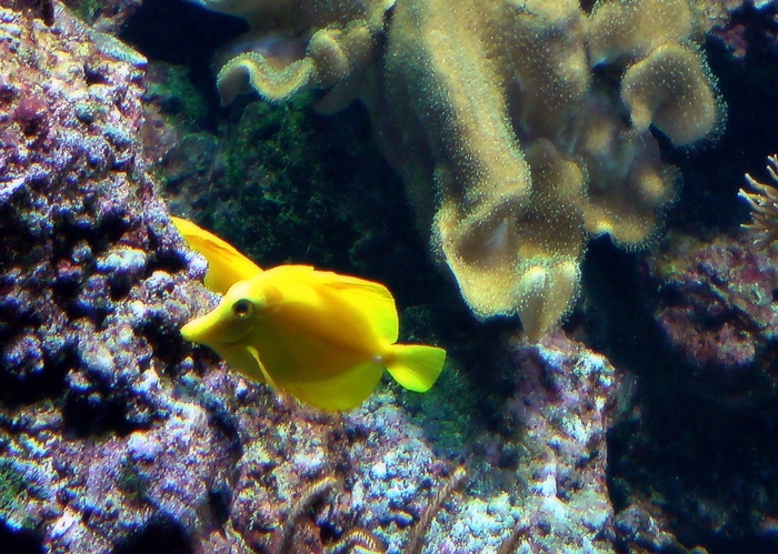 Under water lemon