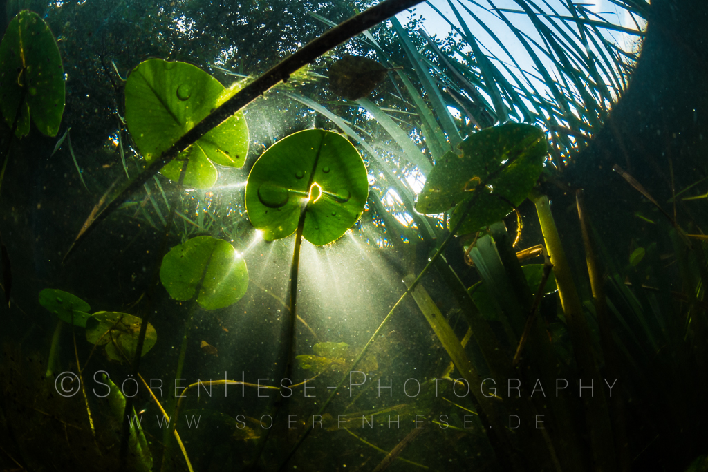 Under water world