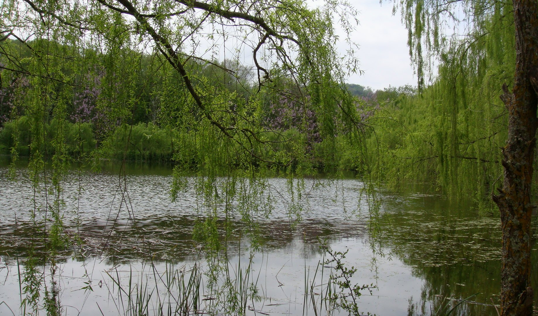 Under weeping willow tree..