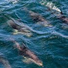 Undercover waren die Delfine unsere Begleiter...