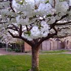 underneath the blossom tree