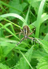 Underside