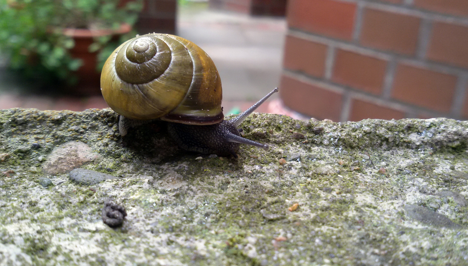 understatement unscheinbare Farbe -  vollendete Form der Bänderschnecke