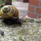 understatement unscheinbare Farbe -  vollendete Form der Bänderschnecke