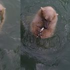 - Underwater Bear -