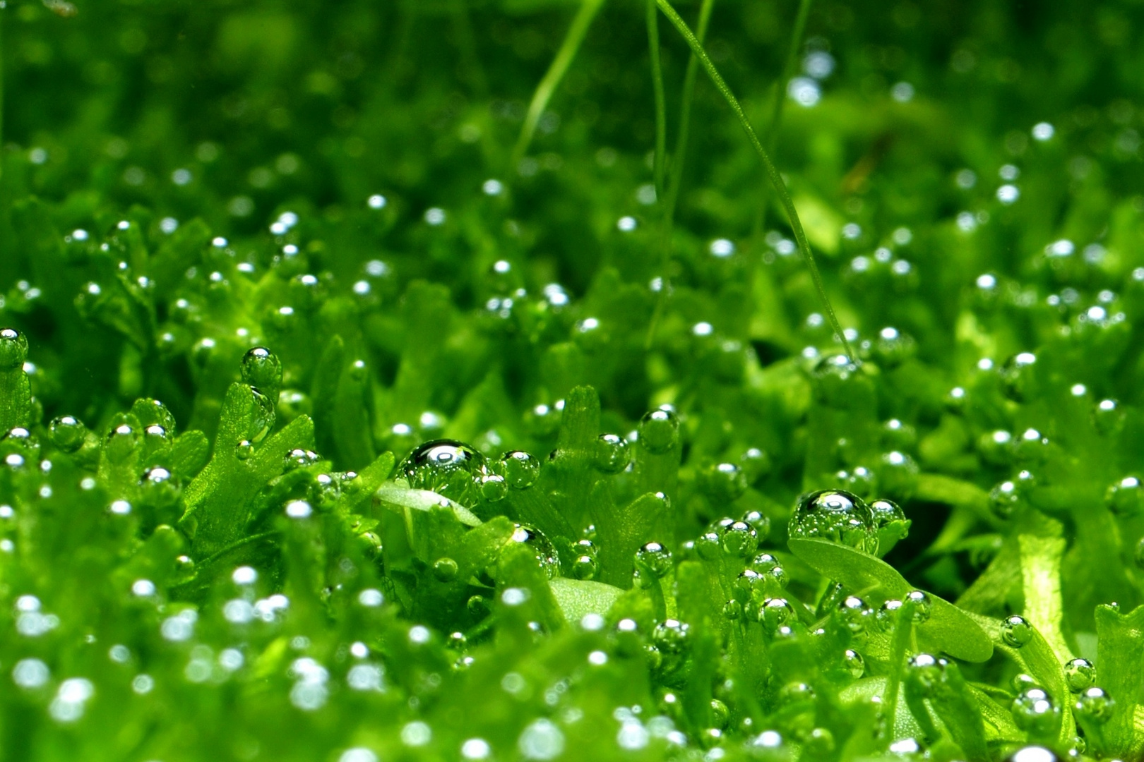 Underwater Bubblefield