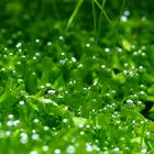 Underwater Bubblefield