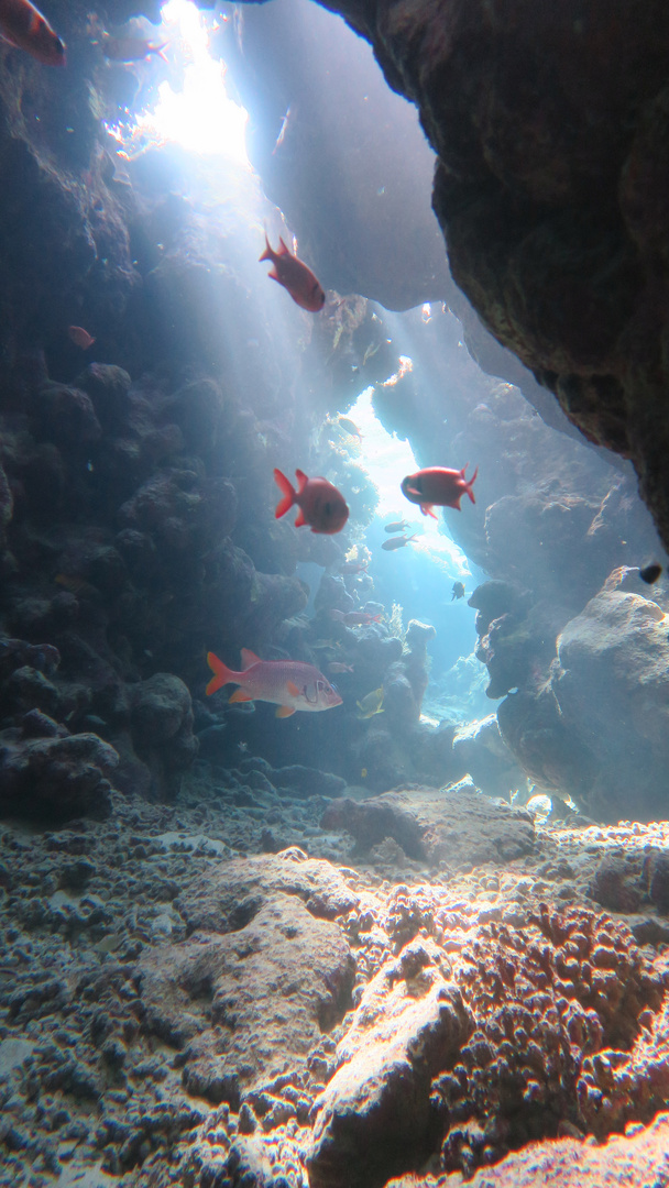 Underwater Canyon at Shaab Marsa Alam