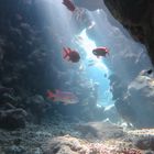 Underwater Canyon at Shaab Marsa Alam