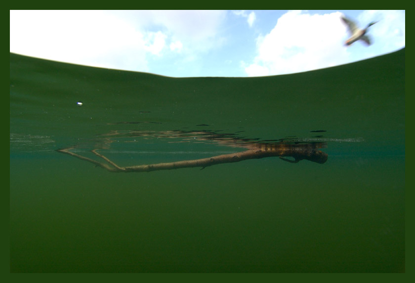 Underwater Duck