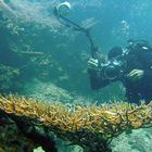 Underwater in Menjangan