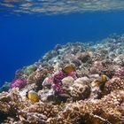 Underwater in the Red Sea