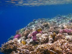 Underwater in the Red Sea