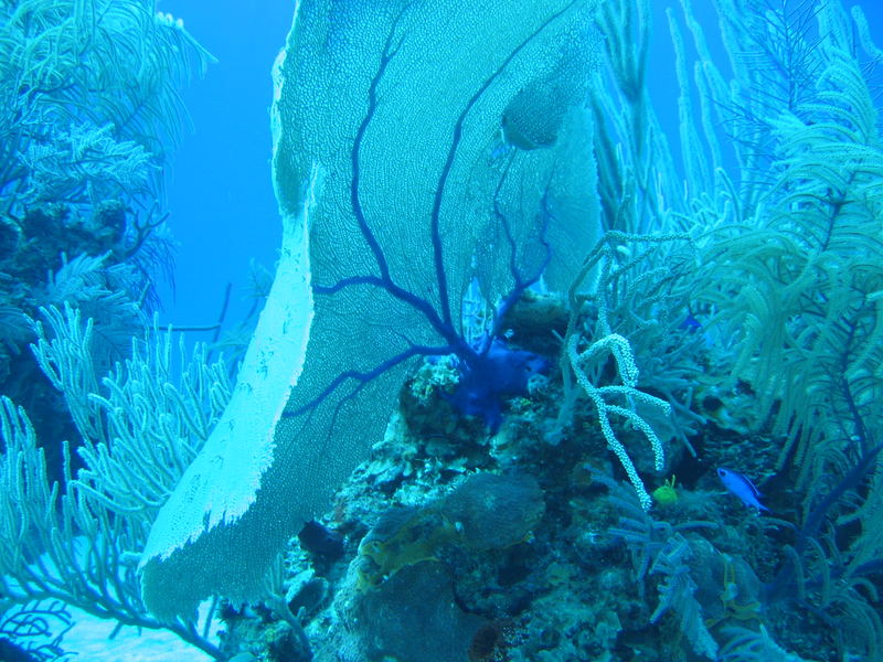 Underwater Pics