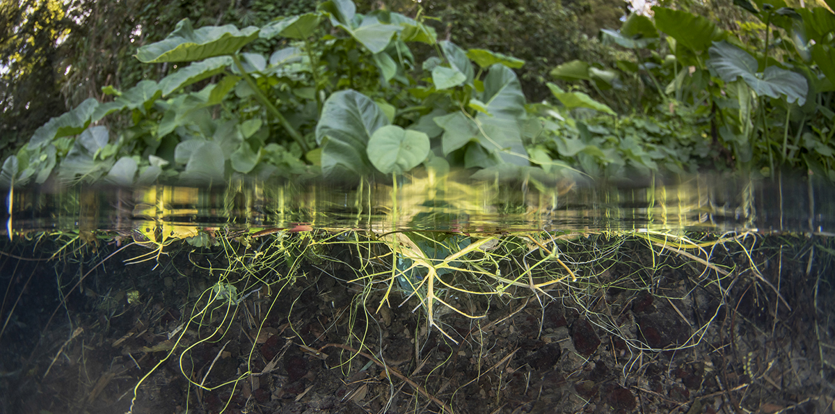 Underwater root