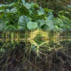 Underwater root