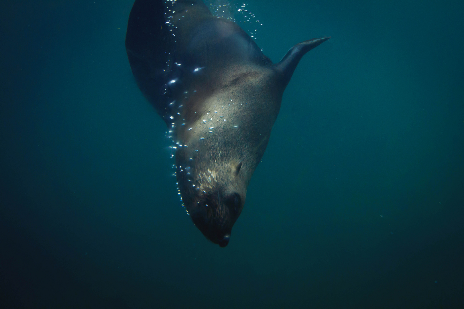 Underwater Seal