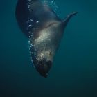 Underwater Seal