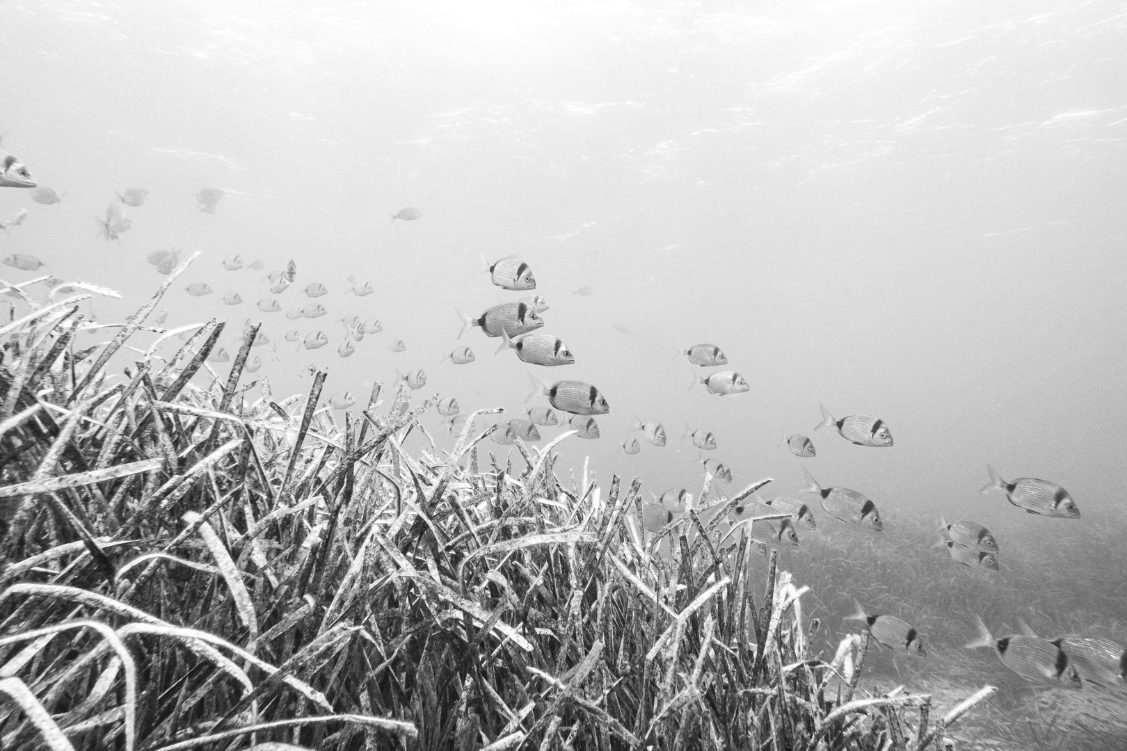 Underwater World of Formentera