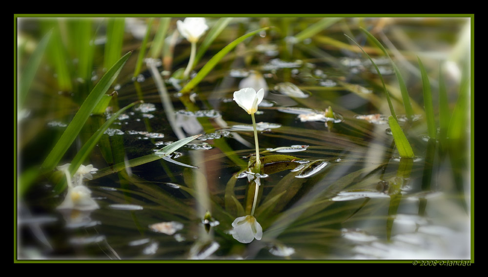 underwaterflower