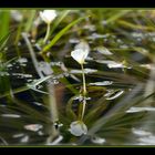 underwaterflower