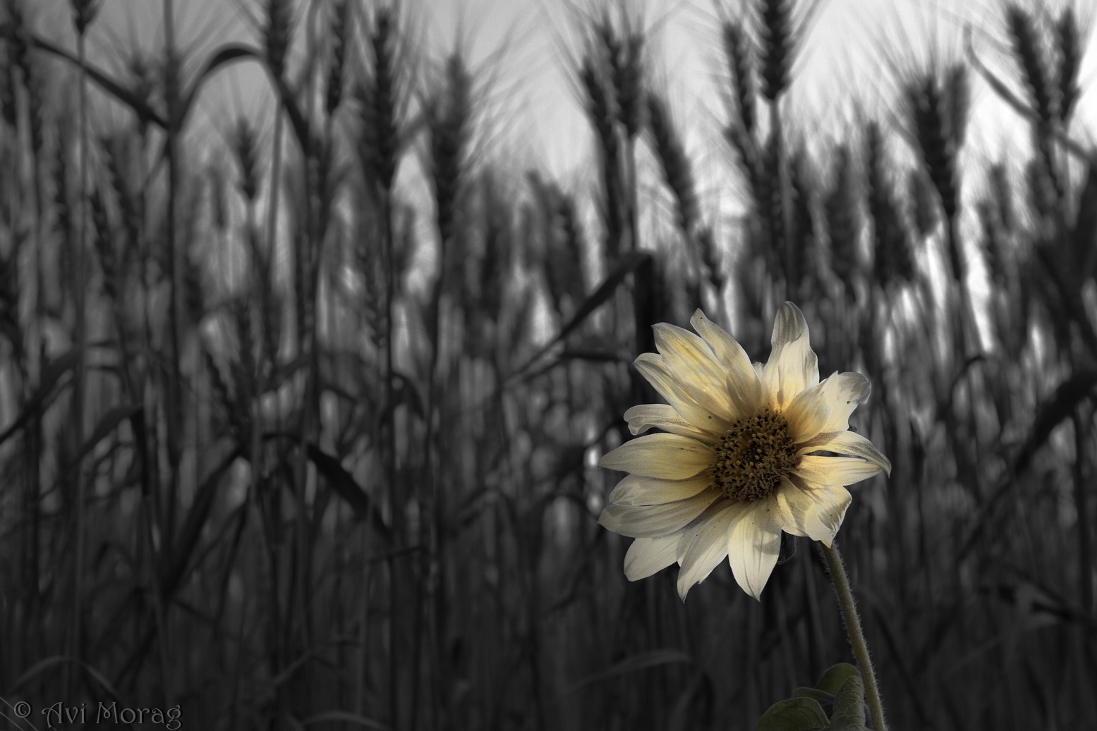 Undeveloped Sunflower