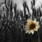 Undeveloped Sunflower