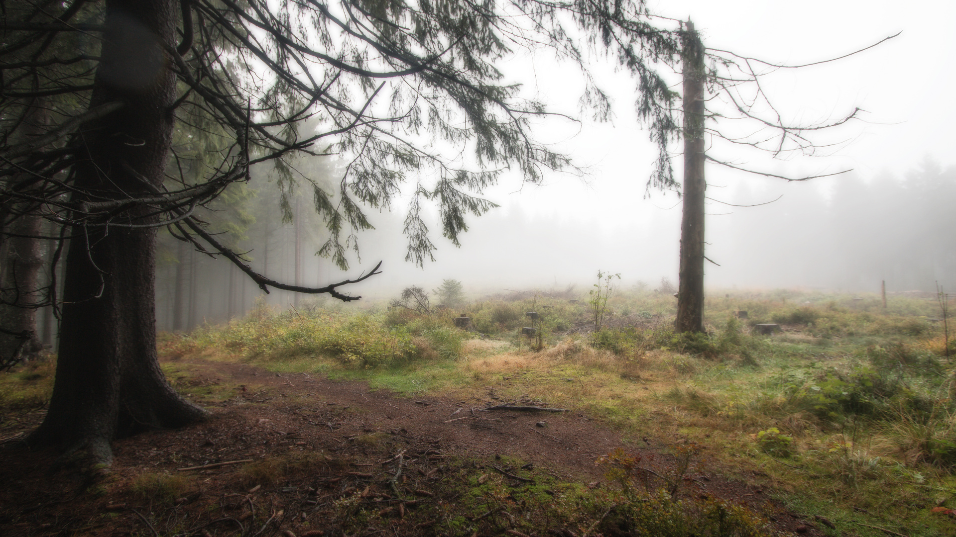 undurchdringlich ist es oben auf dem kleinen Plateau