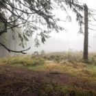 undurchdringlich ist es oben auf dem kleinen Plateau