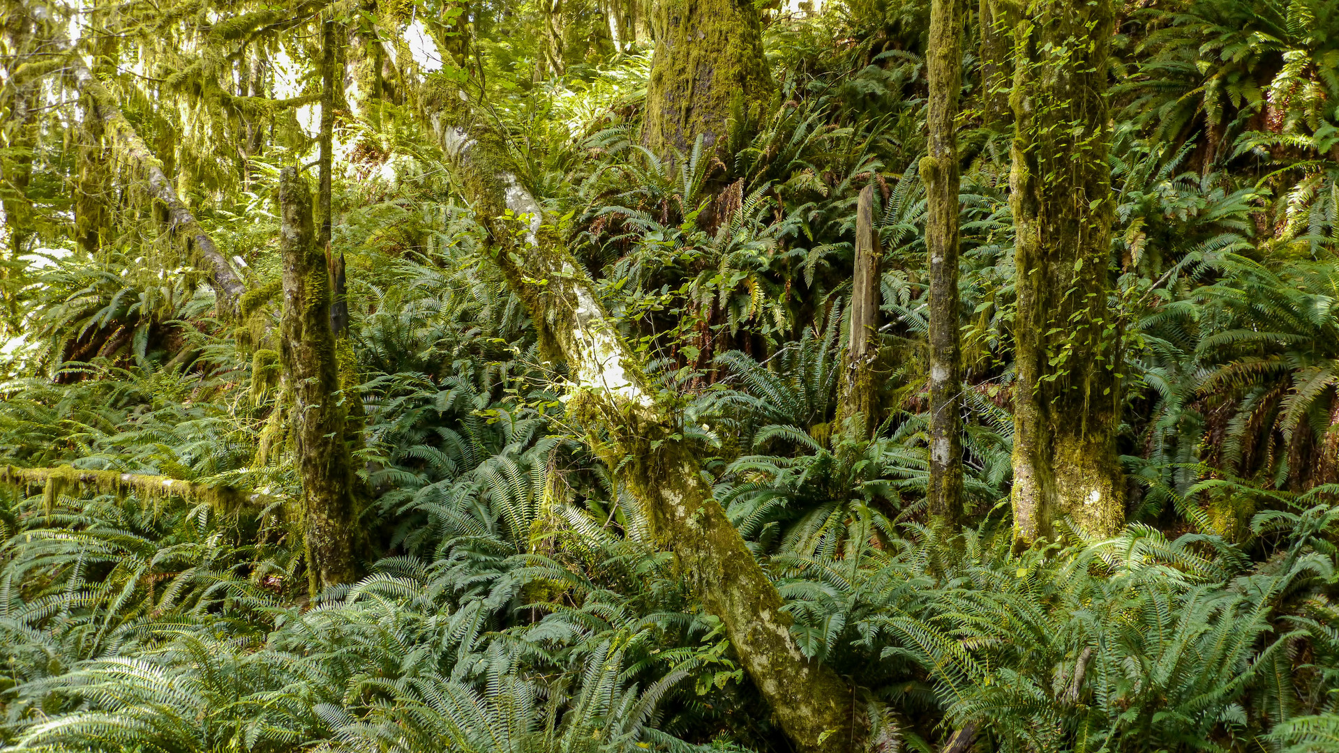 undurchdringlicher Küstenregenwald 