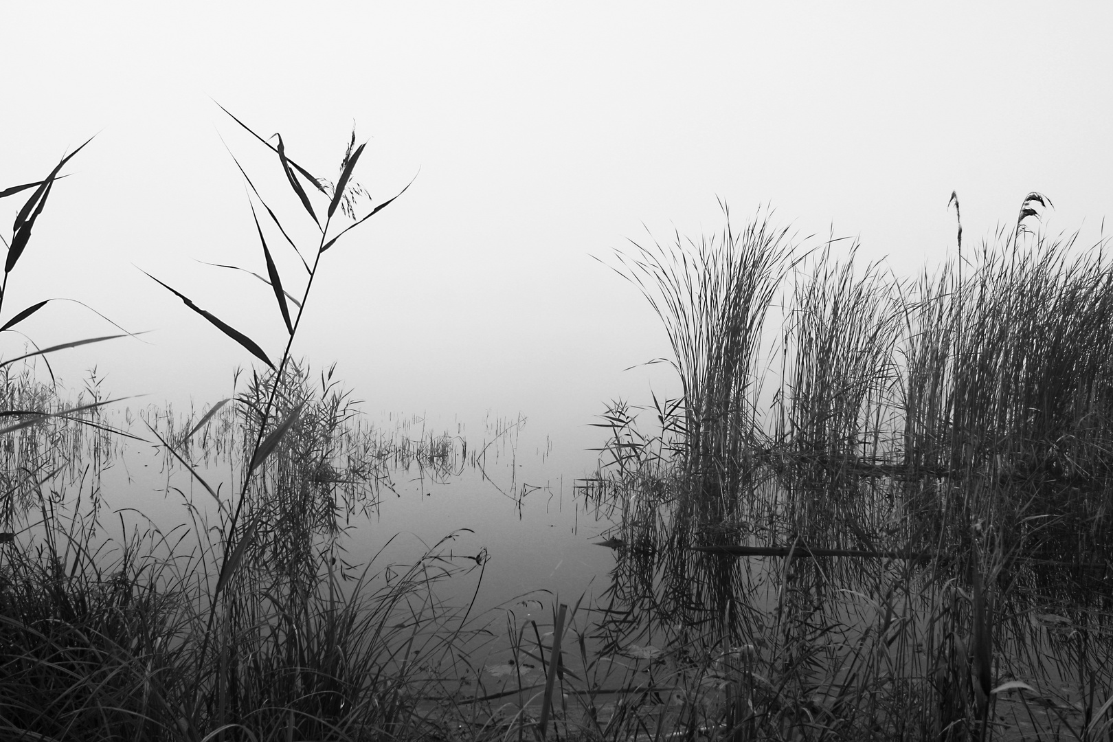 Undurchdringlicher Nebel über dem Neuendorfer See