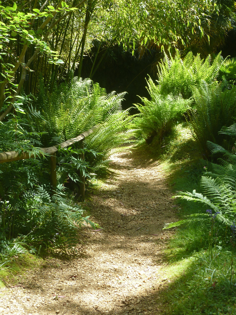 Undurchdringlicher Regenwald