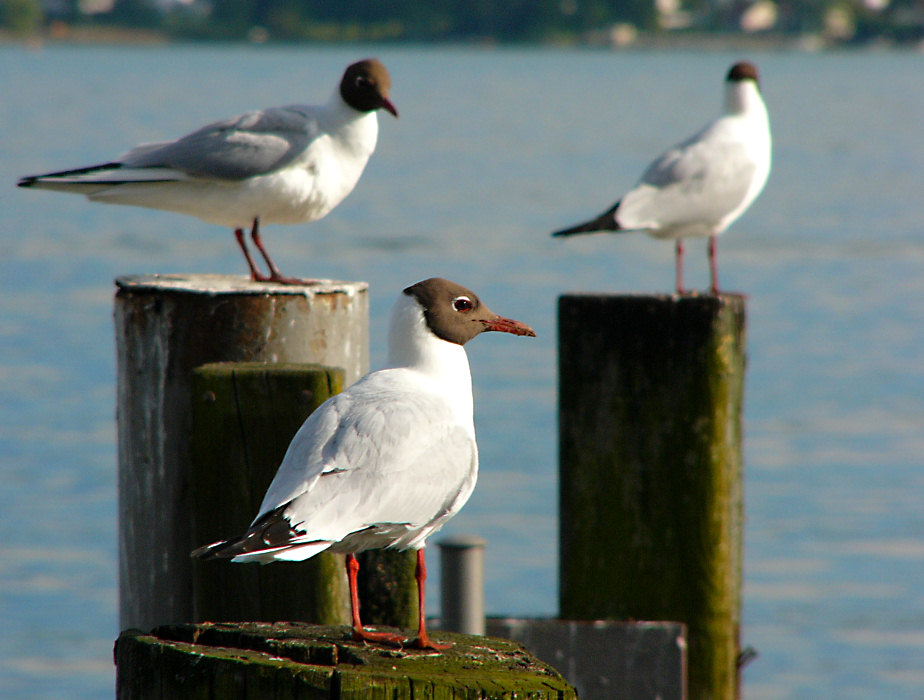 Und...wie wär's mit 'ner Runde Skat?..;-)))