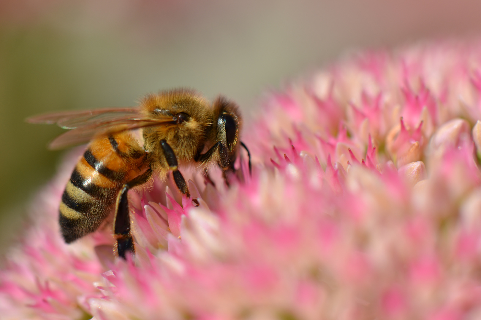 une abeille au boulot