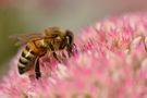 une abeille au boulot de erwanito-51 